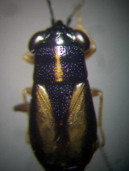 Geocoris ater