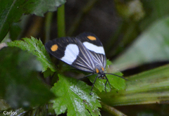 Nebulosa erymas