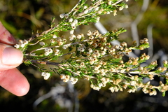 Erica triflora