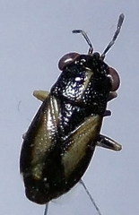 Geocoris ater