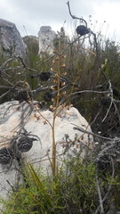 Eulophia bolusii
