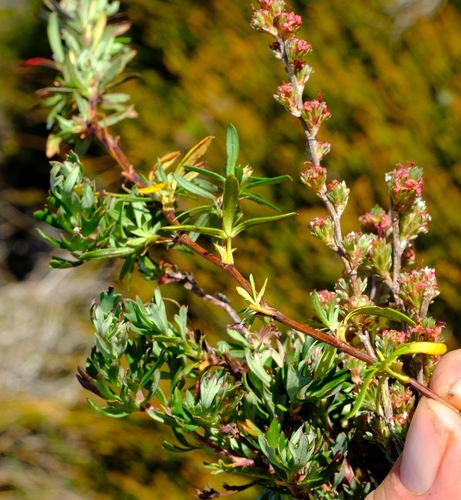 Cliffortia lepida