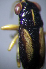 Geocoris ater