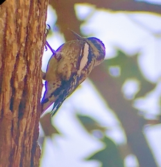 Sphyrapicus varius