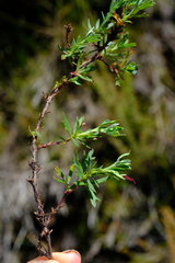 Cliffortia lepida