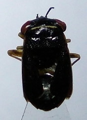 Geocoris dispar