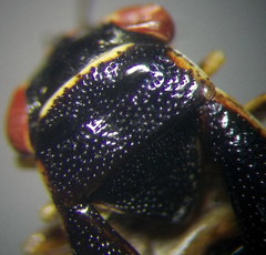 Geocoris dispar