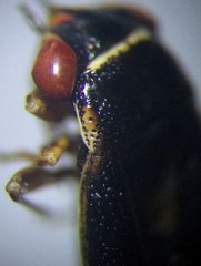 Geocoris dispar