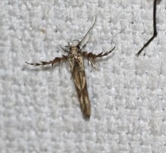 Stathmopoda castanodes