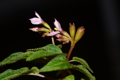 Sonerila cannanorensis