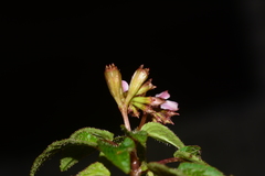 Sonerila cannanorensis