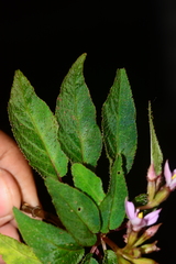 Sonerila cannanorensis