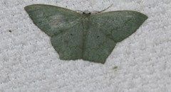 Maxates centrophylla