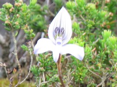 Disa maculata