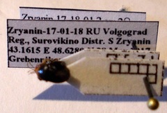 Geocoris erythrocephalus