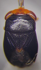 Geocoris erythrocephalus