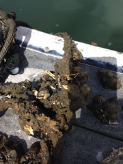 Molgula manhattensis