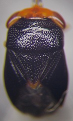 Geocoris erythrocephalus