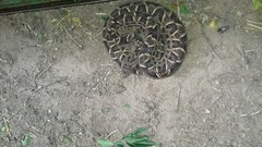 Bothrops diporus