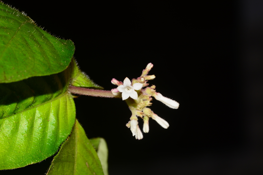 Ophiorrhiza mungos
