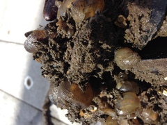 Molgula manhattensis