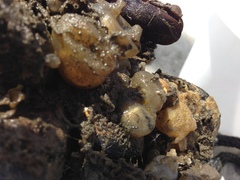 Molgula manhattensis