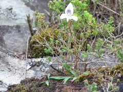 Disa maculata