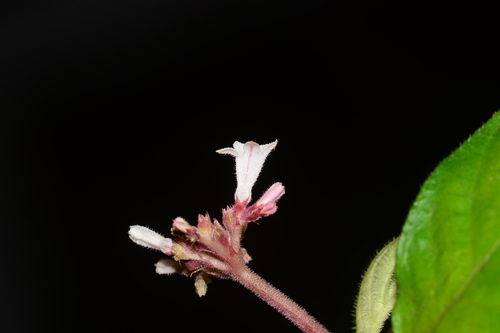 Image of Ophiorrhiza mungos by no rights reserved
