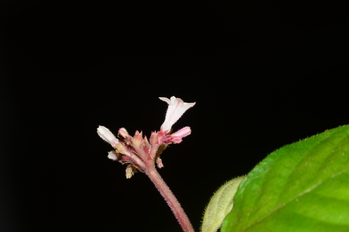 Ophiorrhiza mungos, photograph 2