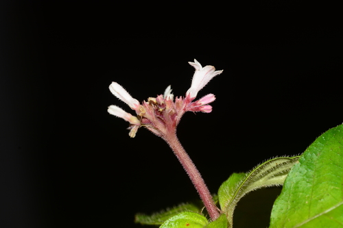 Image of Ophiorrhiza mungos by no rights reserved