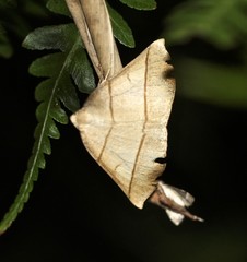 Systatica xanthastis