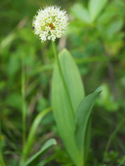 Allium victorialis
