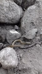 Phimophis vittatus