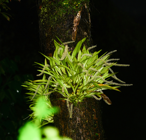 Liparis viridiflora