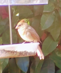 Cardinalis cardinalis