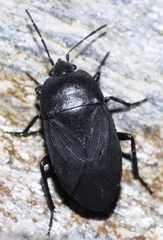 Aellopus atratus