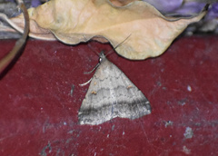 Tetanolita palligera