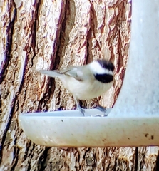 Poecile carolinensis
