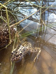 Leptodactylus bufonius