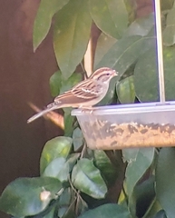 Spizella passerina