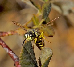 Eucerceris provancheri
