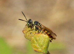 Eucerceris provancheri