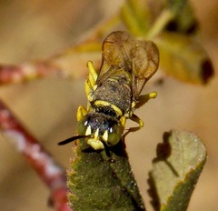 Eucerceris provancheri