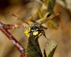Eucerceris provancheri