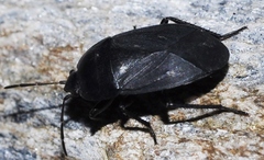 Aellopus atratus