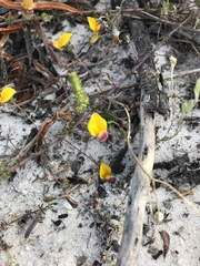 Aspalathus retroflexa bicolor