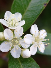 Prunus emarginata