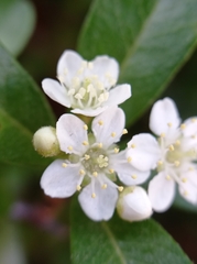 Prunus emarginata
