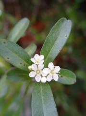Prunus emarginata