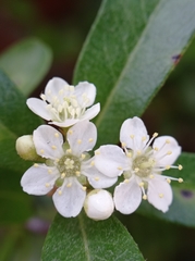 Prunus emarginata